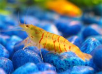 No Photo, unknown, freshwater shrimps